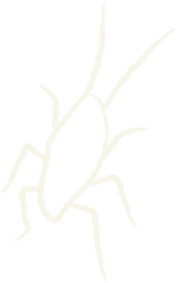 drawing of a cockroach